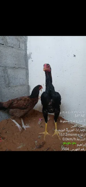 جاج باكستاني ما شاء الله