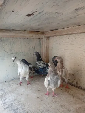 Pigeons for sale grain 1.500