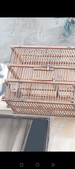 بلبل وحشي طايح حجاي فول وبي لغات كلش حلوه