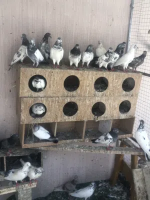حمام باكستاني