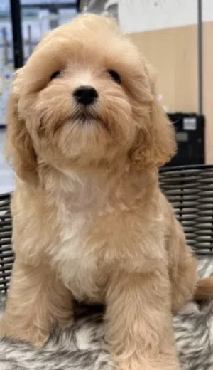Maltipoo puppy dog