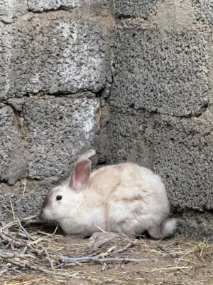 البيع أرانب ذكر اثنين أنثى واحدة