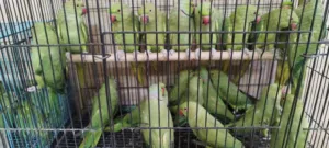 بغباء الدره الهندي