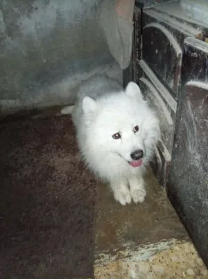 كلب للبيع بسبب السفر