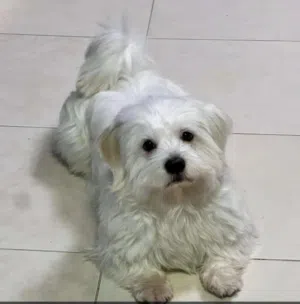 8 months Maltese breed puppy for adoption