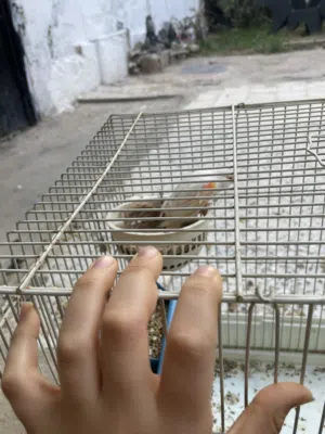 انتى كناري الله يبارك