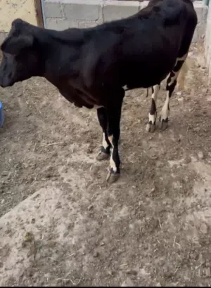 ثور هولندي