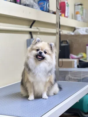 Miniature Pomeranian  [15 Months Old ]