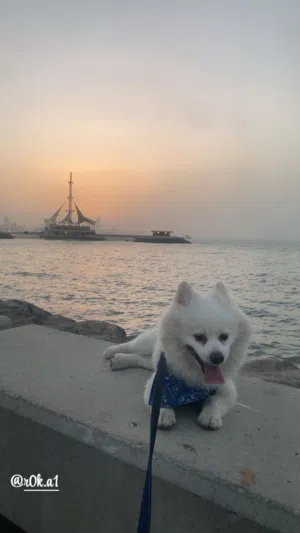 Pomeranian dog for sale