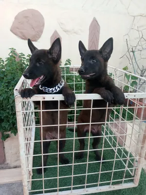 ‏أخرى‏1