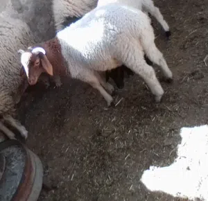السلام عليكم خروف للبيع