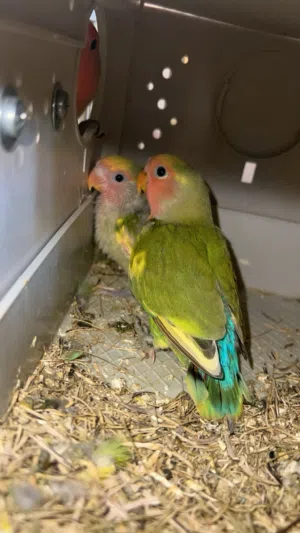 كوبيه بركديلو مع زوز صغار عمرهم 40يوم اقرا الوصف.