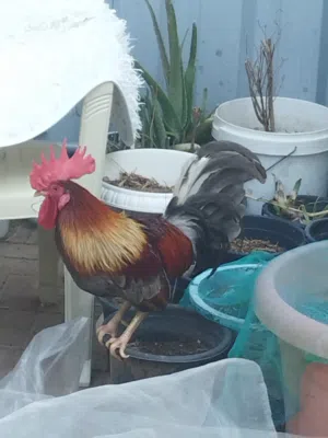 chicken for sale دجاج للبيع