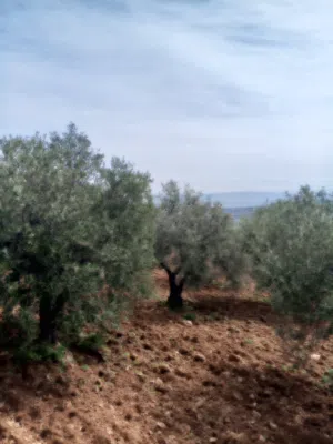 Farm Land for Sale in Jerash Soof