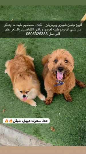 بومريان كلب