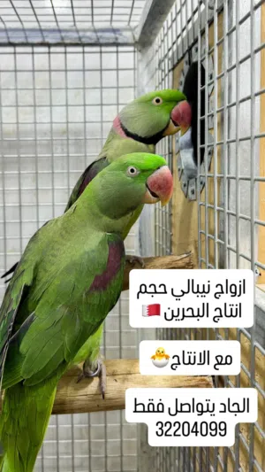 زوج متو نيبالي حجم  Alexandrian parrot pair