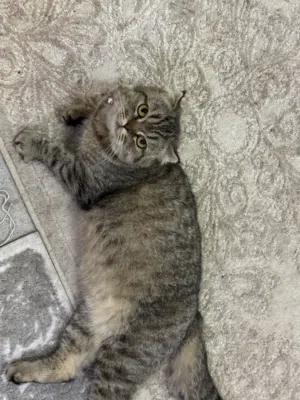 سكويش فولد انثي بيور سعره 1200