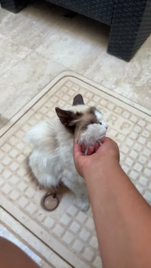 قطة نضيفة صغيرة و حلوة