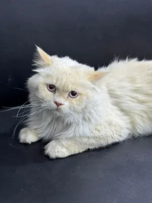 للتبني  Available for adoption