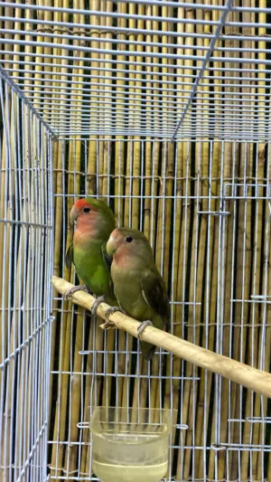 زوج روز منتج للبيع