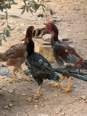 يوجد دجاج باكستاني خط اول