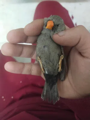 جواز شاركول