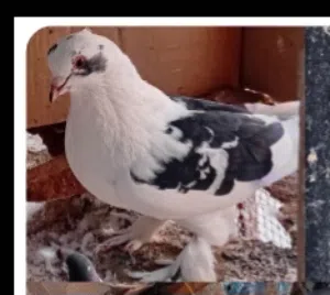 بي البيع او البدل باناث شمسيات