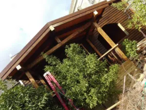 احمد  ابو قاسم  نواصره 