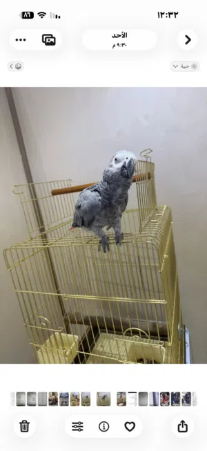 للبيع كاسكو ربوه ما يعض ويتكلم