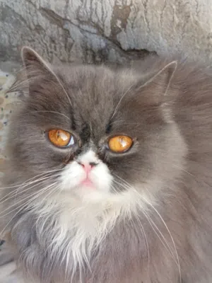 قطط شيرازي هيمالايا