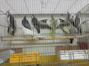 بسم الله ما شاء الله 12 حبة كوكتيل صحة من الانتاج بفضل الله تعالى