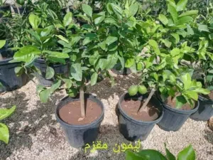جميع انواع الاشجار المثمرة و اشجار زينه الداخلية و الخارجية و يتوفر توصيل