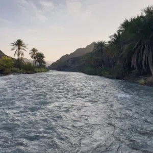 ابو اياد 