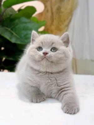 British Shorthair kittens