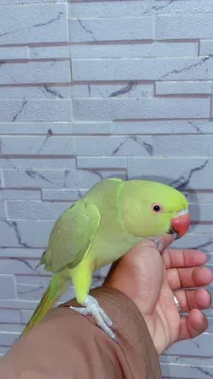 ببغاء اليف