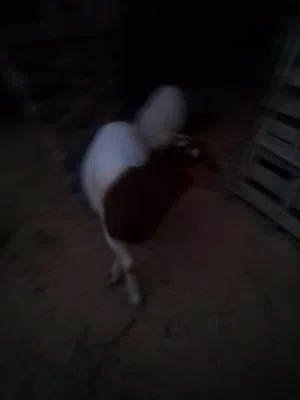 سلام عليكم يوجد خروف للبيع