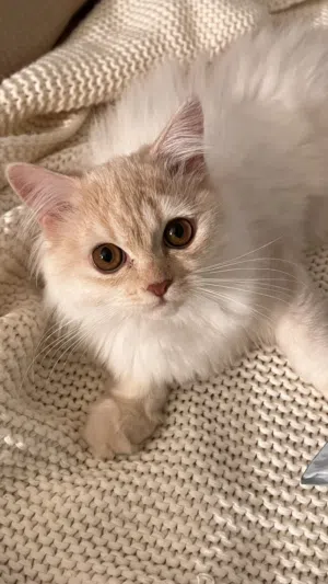 Persian tiger cat شيرازي تايقر