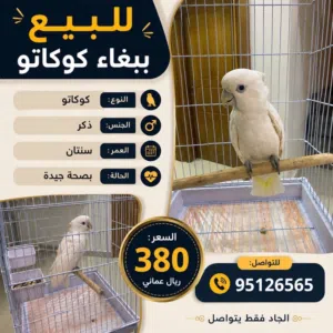 ببغاء كوكاتو