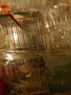 بسم ماشاءالله جوزين كناري منتجه مفبره وعادي الفحول بيض وطواير وحده صفروحده جزريه فيها فتله في ضهرهها