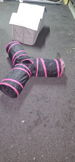 بيت قطط والعبها