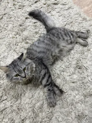 قط شيرازي مجانا