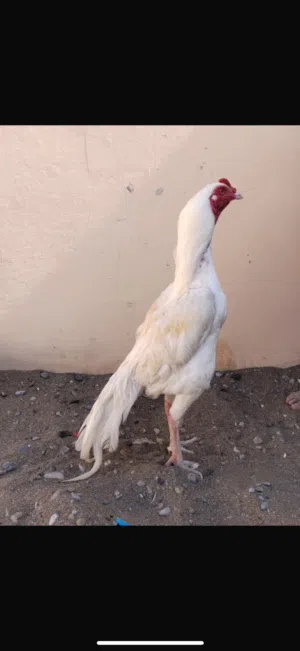 ديك ميوالي (هيرا)