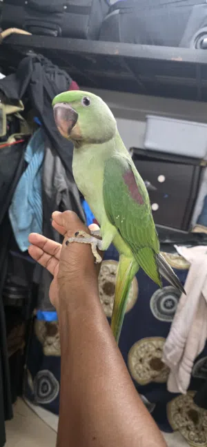 nepali (alexandrine) 4 month baby, 2 time handfeed. started weaning, full fly with full feather