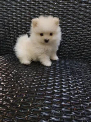 Teacup Pomeranian puppy