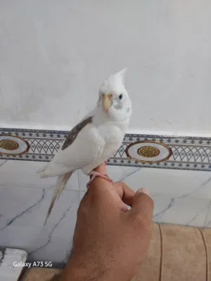 طائر الكوكتيل للبيع