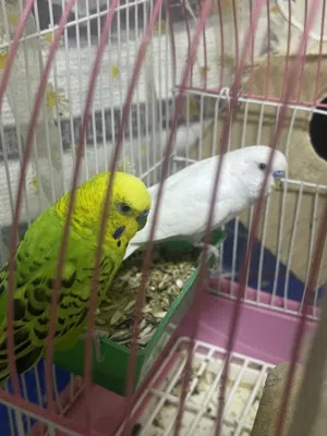 للبيع طيور البادجي ذكور مع قفص