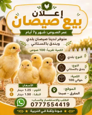 بسم الله ماشاء الله صيصان للبيع بسعر الحرق
