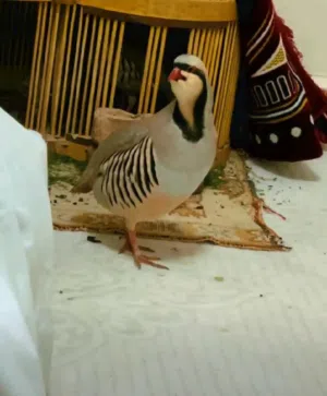دجاج سمان ودجاج العقب
