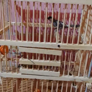 متاح بلبل راقي بصراوي مريش ابيض بضهره فول تغريد الغات الفديو