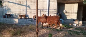 معزا مواليد ماشاء الله تبارك الرحمن كفاله حليب